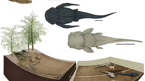 ปลาโบราณเลี้ยงลูกไว้ในสถานรับเลี้ยงเด็ก