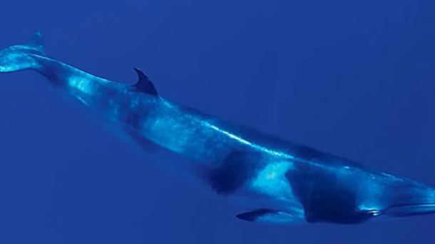 เสียงที่ซับซ้อนซึ่งไม่ปรากฏชื่อจากร่องลึกที่สุดของโลกอาจเป็นเสียงเรียกของวาฬชนิดใหม่